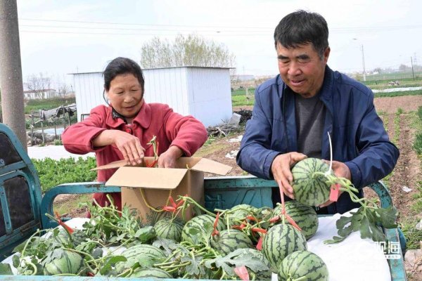 西瓜“吊”着长，甜蜜又高产！青岛本地产小西瓜上市