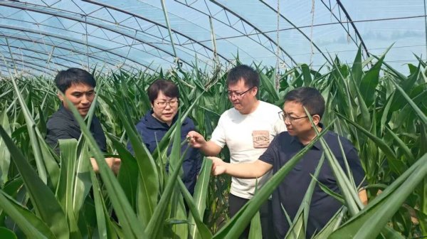 北京鲜食玉米解锁错峰增收新模式
