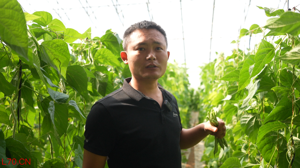 王威种植的无丝豆长势喜人。人民网记者 王天乐摄